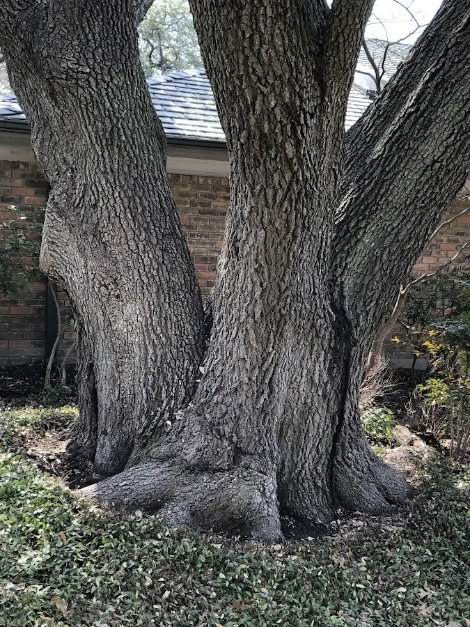 Mature heritage tree close to a Pelham property cared for by certified arborists